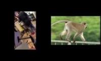 Wild America: Monkey Fight!