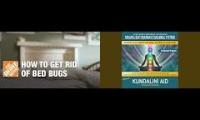 bed bug infestaion overview