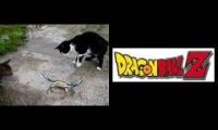 Cats fighting crabs with Dragon Ball BGM