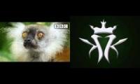 Lemurs toke up on loud hood pack