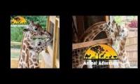 April and Oliver Giraffee cams