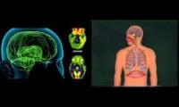 phrenic nerves subliminal