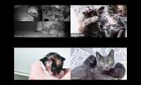 Kitten Academy, Kitten Rescue Sanctuary, and Tiny Kittens