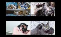 Kitten Academy, Kitten Rescue Sanctuary, and Tiny Kittens