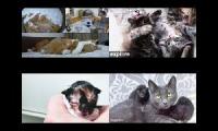 Kitten Academy, Kitten Rescue Sanctuary, and Tiny Kittens