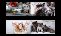 Kitten Academy, Kitten Rescue Sanctuary, and Tiny Kittens