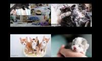 Kitten Academy, Kitten Rescue Sanctuary, and Tiny Kittens