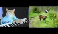 Goat screams at keyboard cat