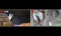 Owl & Stoat Cams (Robert E Fuller)