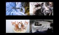 Kitten Academy, Kitten Rescue Sanctuary, Tiny Kittens, Kitkat Playroom