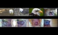 birdsnestinglivestream1