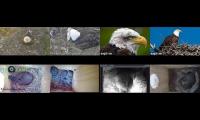 birdsnestinglivestream1