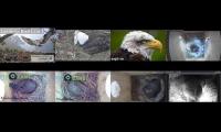 birdsnestinglivestream1