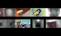 birdsnestinglivestream39