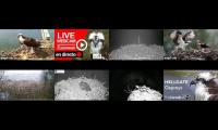 birdsnestinglivestream18