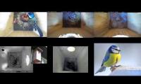 birdsnestinglivestream12