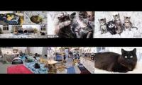 Kitten Academy, Kitten Rescue Sanctuary, Tiny Kittens, Kitkat Playroom