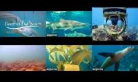 deerfield beach/ aqualink/ Anacapa Island ocean/ coral city/ Shark Cam