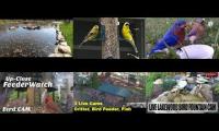 birdsnestinglivestream73