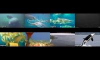 deerfield beajch/ frying pan tower/ coral city/ orca lab/whale musuem