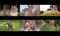 Big Cat Rescue Tampa