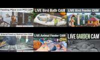 Bird-feeder-livestream5