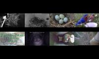 Bird-Nesting-Livestream3