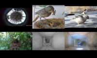 Bird-Nesting-Livestream6