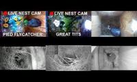 Bird-Nesting-Livestream5