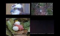 Bird-Nesting-Livestream1