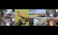 Bird-Nesting-Livestream10