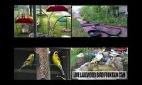 Bird-feeder-livestream10