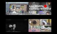 Bird-feeder-livestream8