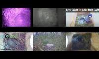 Bird-Nesting-Livestream13