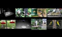 Bird-feeder-livestream10