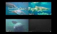 Deerfield beach/ Coral City/ Shark Cam/ Manatee Cam