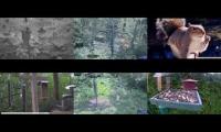 BirdsNestingBirdsFeeder 25