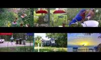 BirdsNestingBirdsFeeder 26