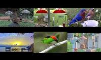 BirdsNestingBirdsFeeder 26