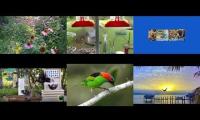 BirdsNestingBirdsFeeder 26