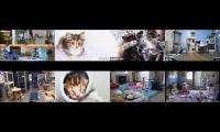 Kittens and Cats Livestreams Galore