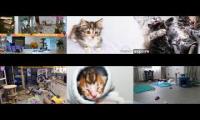 Kittens and Cats Livestreams Galore