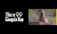 Meerkat bossn to gangsta rap