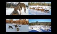 LIVE Brownsville Deer Cams