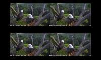 NEFL Eagle Cams 1 to 4