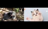 Tiny Kittens Live Cams