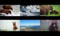 Katmai Bear Cams Fat Bears Alaska