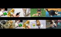 Thumbnail of request dogs and cats eightparison 2