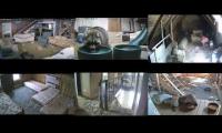 Raccoon Saloon Multi View