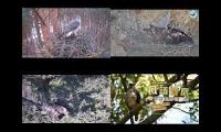 Thumbnail of Web Birding - Raptors Nest Cams around the World